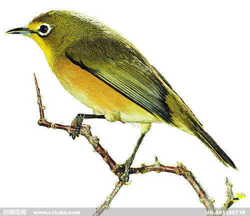 诗经：黄鸟·黄鸟黄鸟