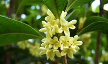 写景作文：桂花飘香