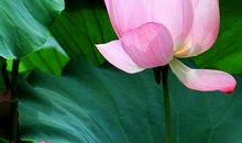 赞赏荷花的句子