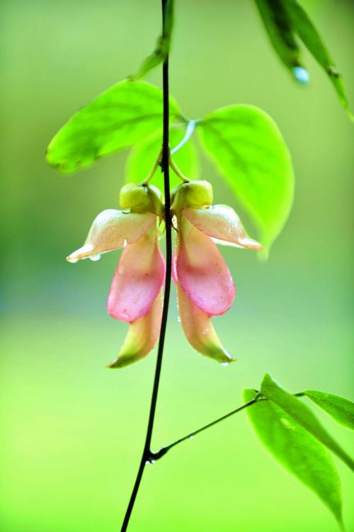 关于阅读《何华》的思考