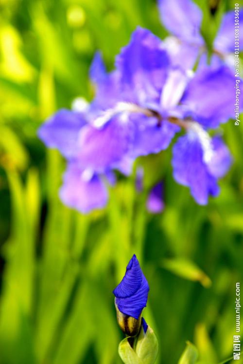 描述鸢尾花的句子