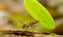 蚂蚁的生存哲学