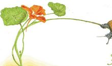 蜗牛的奖杯续写