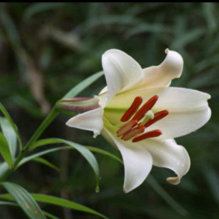 席慕容：野生百合