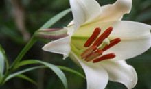 席慕容：野生的百合