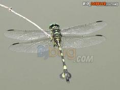 蜻蜓可以飞过大海