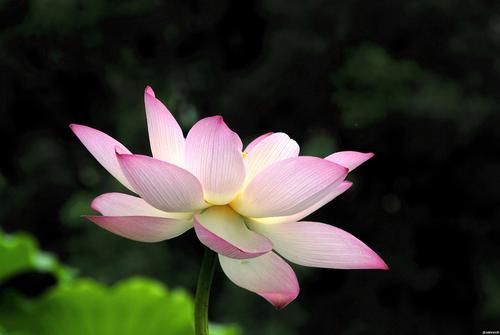 赞美莲花的美丽诗句