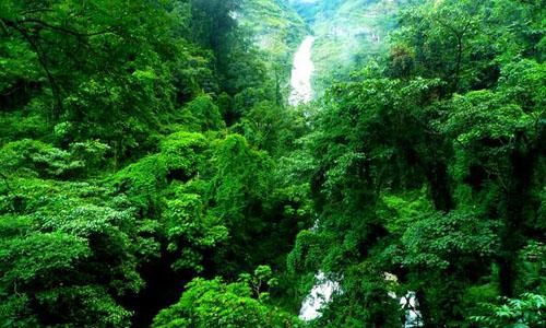 景观组成：夏季森林