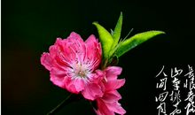 有关描写花的诗句