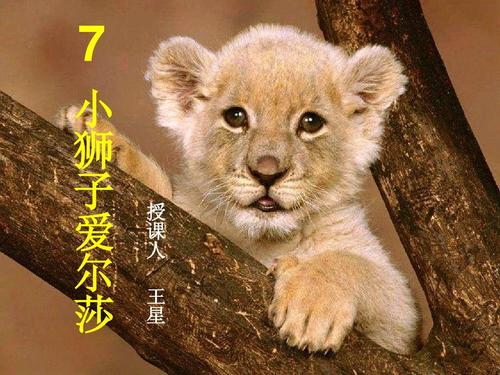 小狮子艾尔莎继续