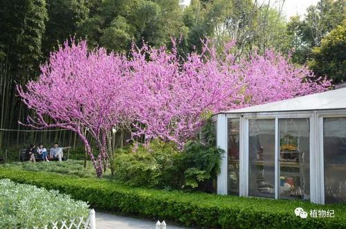 描述紫藤花的一段