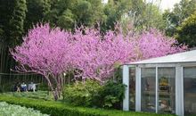 描写紫藤花的段落