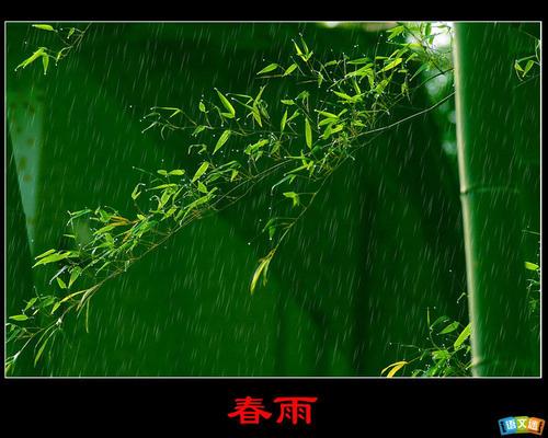 春雨