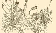 用白描手法写一段话