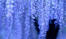 描写紫藤花的片段