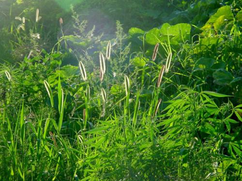 句子用流动的水