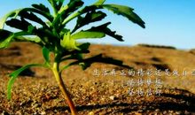 关于成长的精彩片段