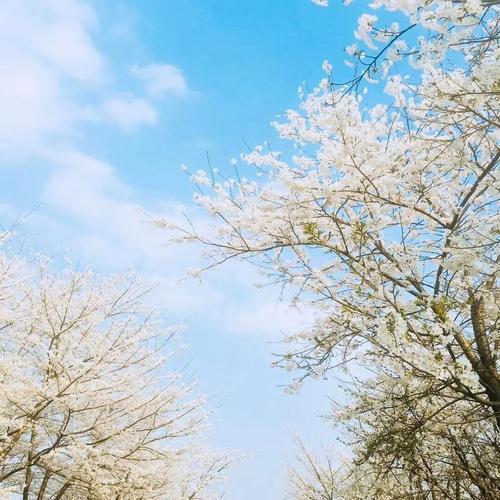 经典语录：如果在那里，春天应该很好