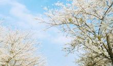 经典语录：倘若你在场，春天该很好