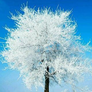 胡适的诗：梦与诗