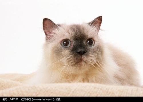 关于猫鼻子的绕口令