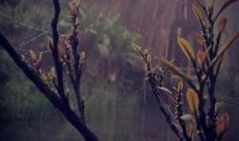 诗经：十亩之间