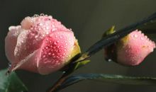 描写山茶花的语句