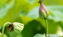 描写景色的优美诗句