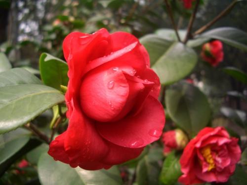 赞美山茶的句子