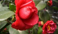 赞美山茶花的句子