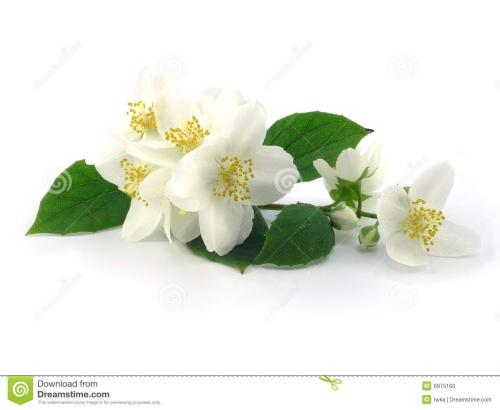 赞美茉莉的句子