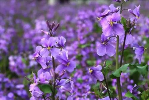 季宪林：蓝二月