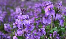 季羡林：二月兰