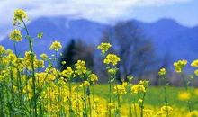 描写春天的优美句段