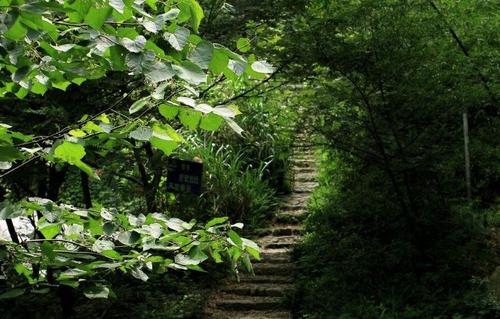 季宪林：道路的悲剧