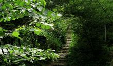 季羡林：幽径悲剧