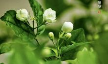 描写花的精彩片段