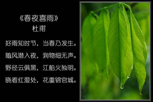 关于雨的诗