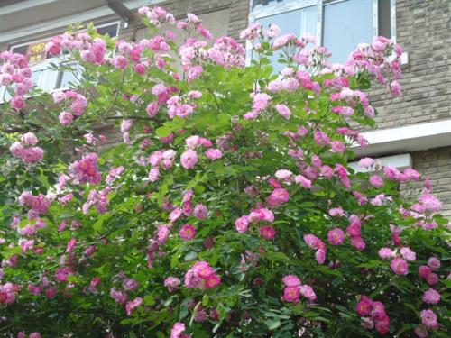 美丽的句子描述玫瑰