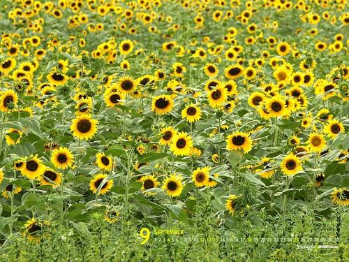 书写植物成分：向日葵