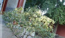 边贡：重赠吴国宾