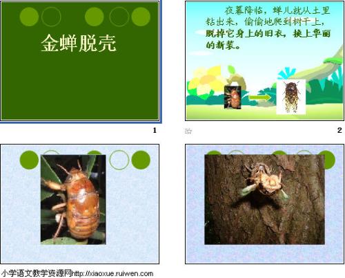 用一句话逃脱蝉