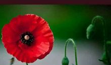 经典语录：人生之苦，苦在选择，人生之难，难在放弃