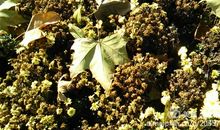 读《落叶之歌》有感