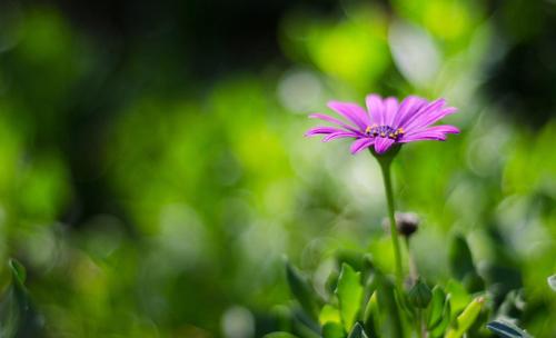 描述春天的花朵的句子