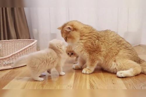 冰心：一只小鸟