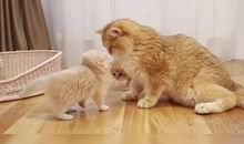 冰心：一只小鸟