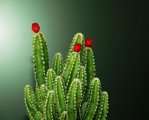 写植物成分：仙人掌