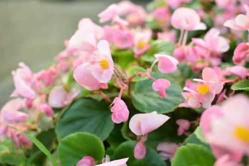 冰心：谈论生活