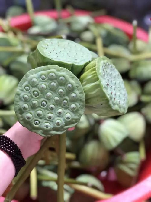 徐志摩：我要去长江边买莲花